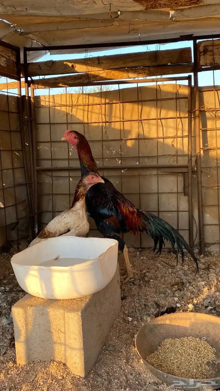 دجاجه وديك شامو 3