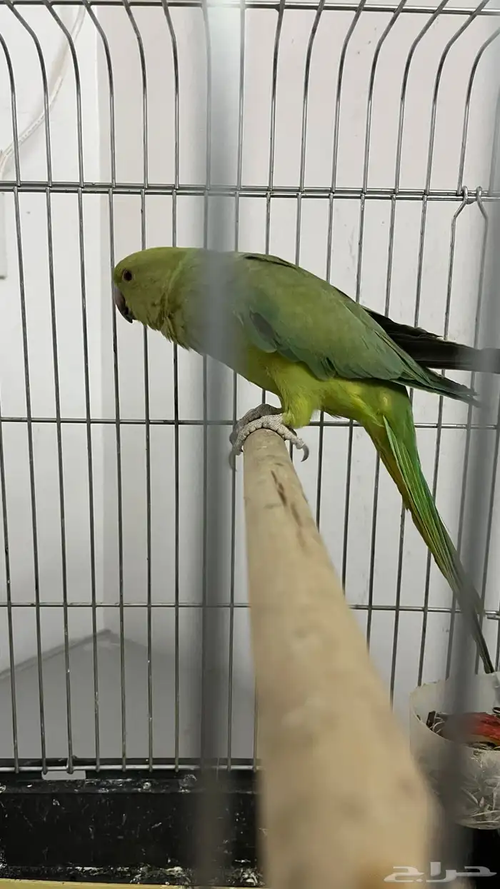 ببغاء الدرة 2