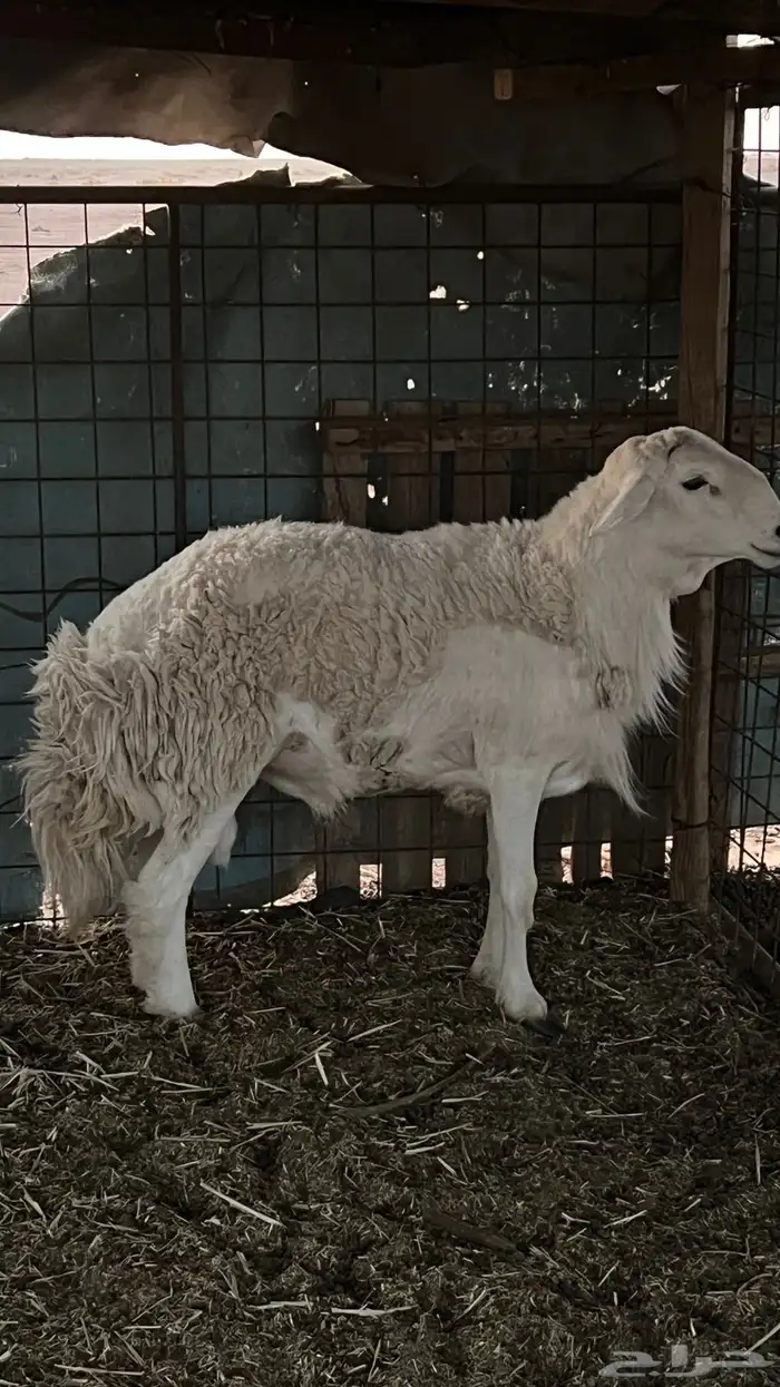 خروف ثني مشروط 0