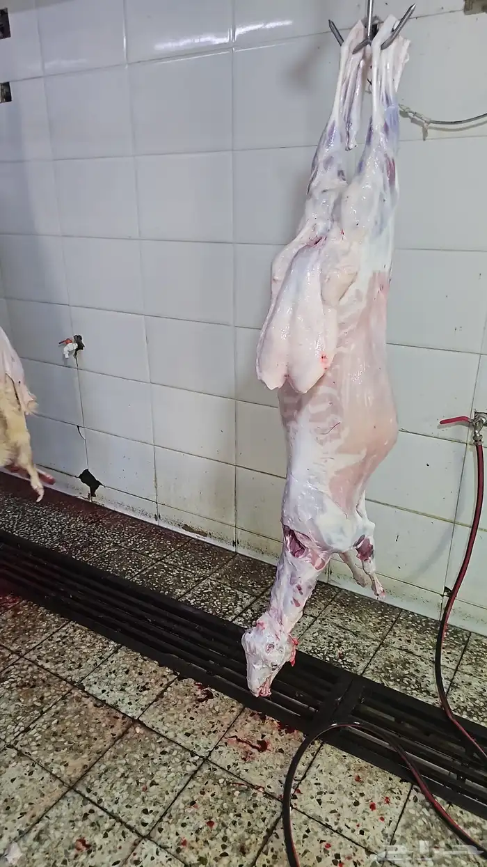 طليان حري وتيوس محايلي وسواكني 6