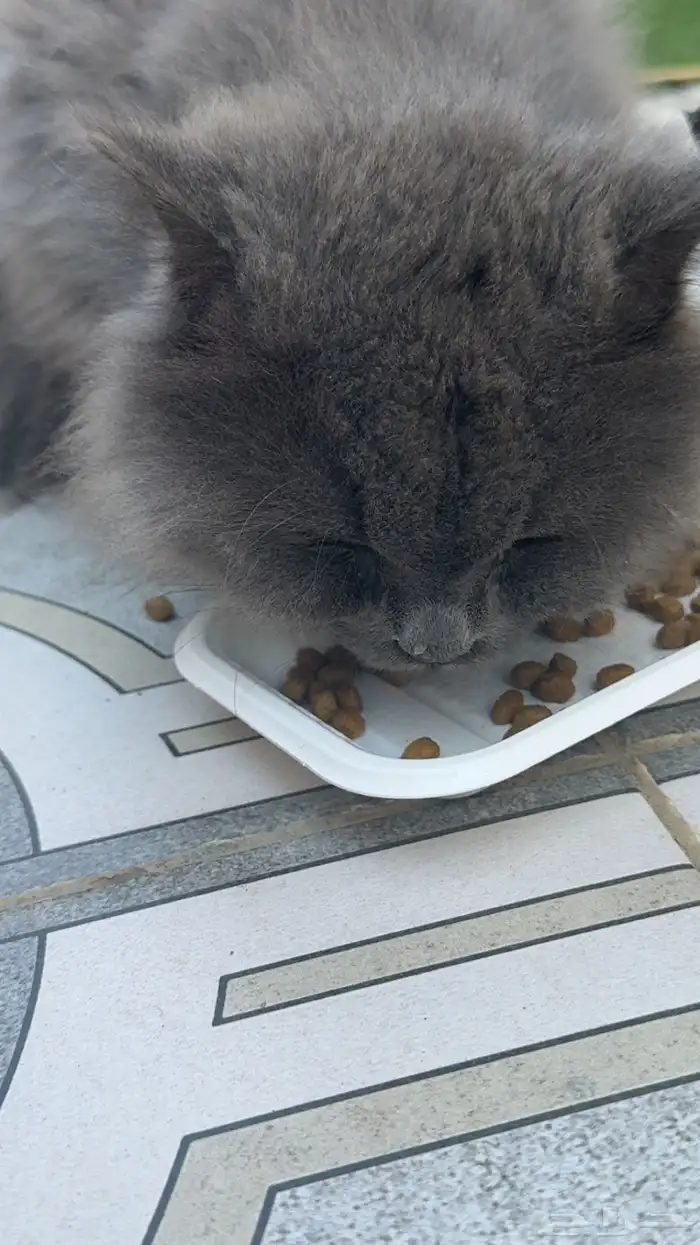 بسة شيرازي للتبني يحتاج لها شوية اهتمام فقط   نظيفة 1