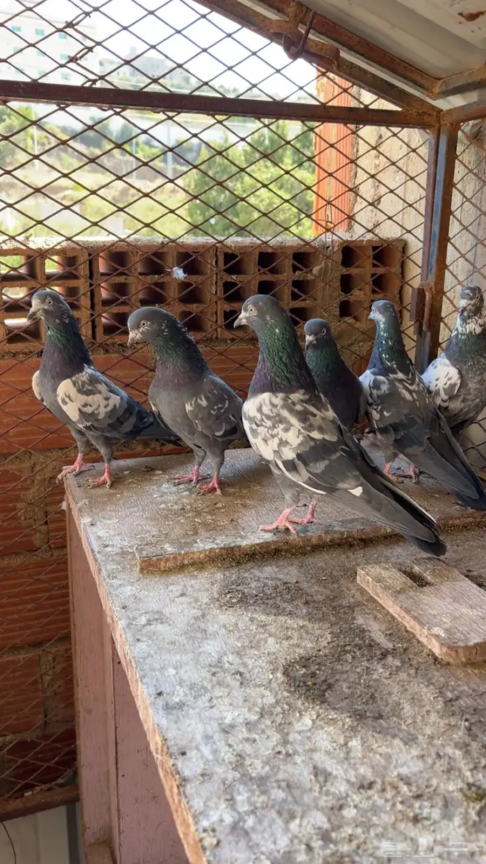 حمام بكستاني شينا(تم البيع ) 7