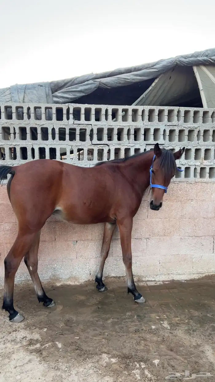 مهره شعبيه شيخه 1