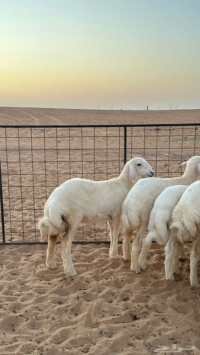 رخال حريات صنف الصنف من مراح قوي 0