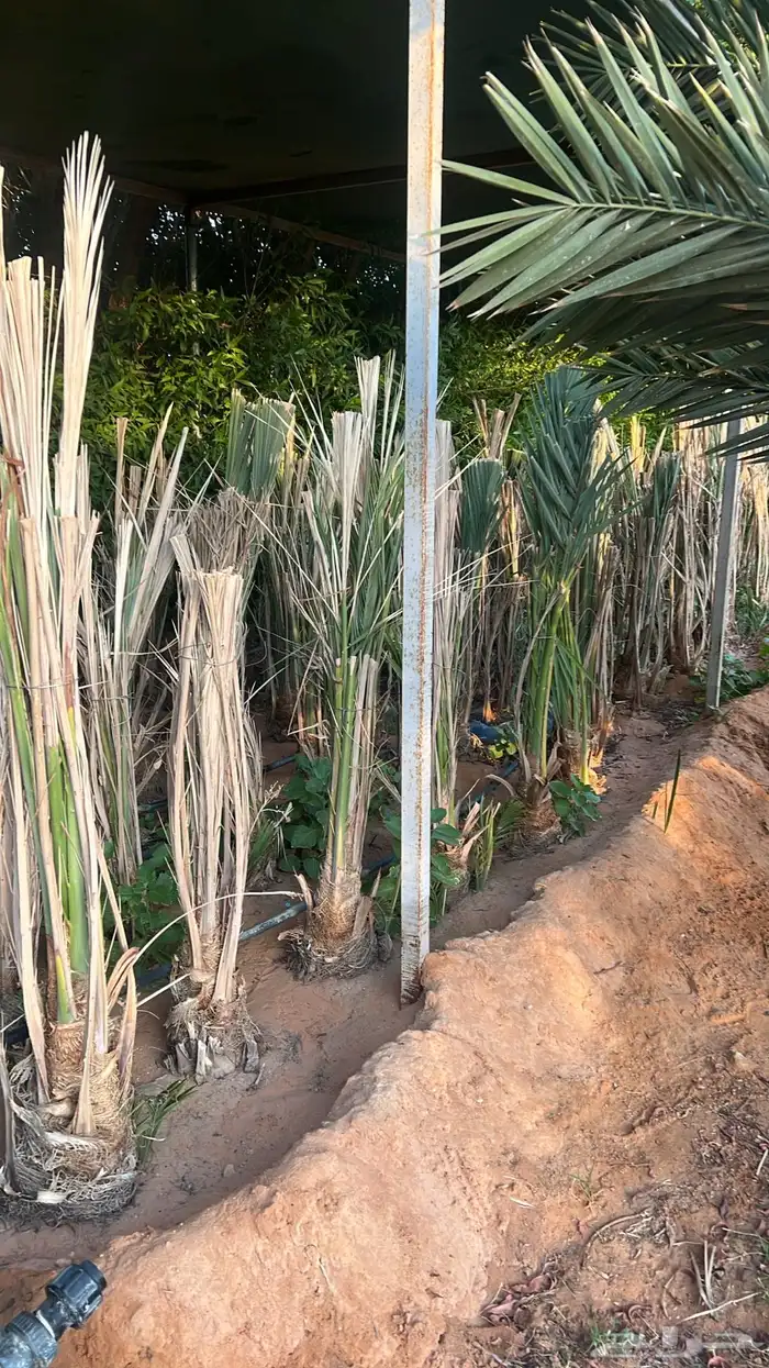 شقراء جميع أنواع النخيل والحين والزيتون وأشجار السدر 3