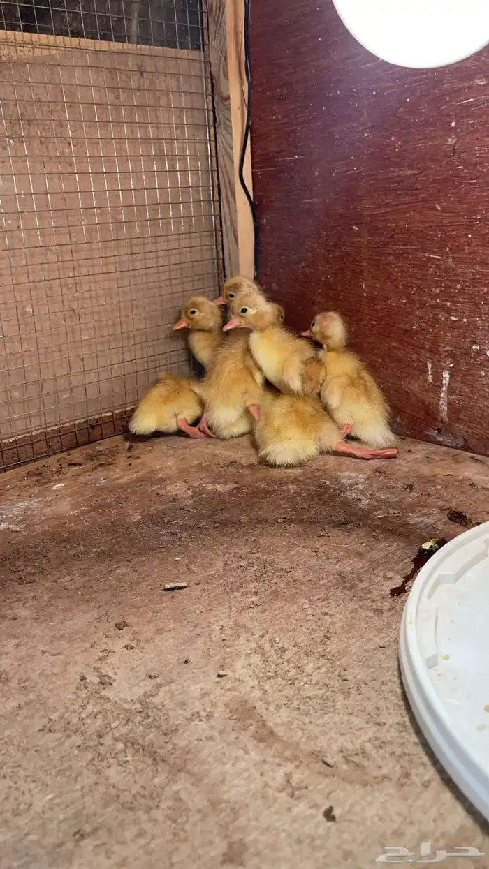 صوص بط بكين 1