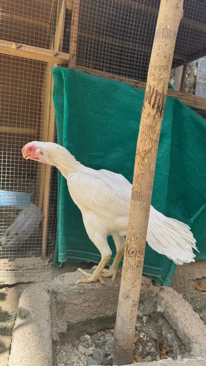 اذناب الهند 7