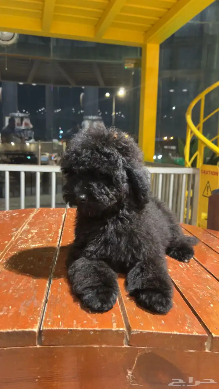 للبيع جرو بيور توي بودل مستوى عالي لون ملكي 16