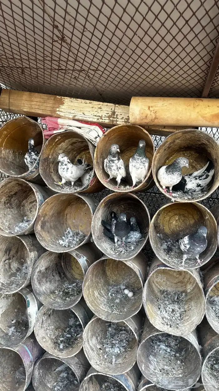 حمام باكستاني قوية واغلبها محجله من حمام الدبل 0