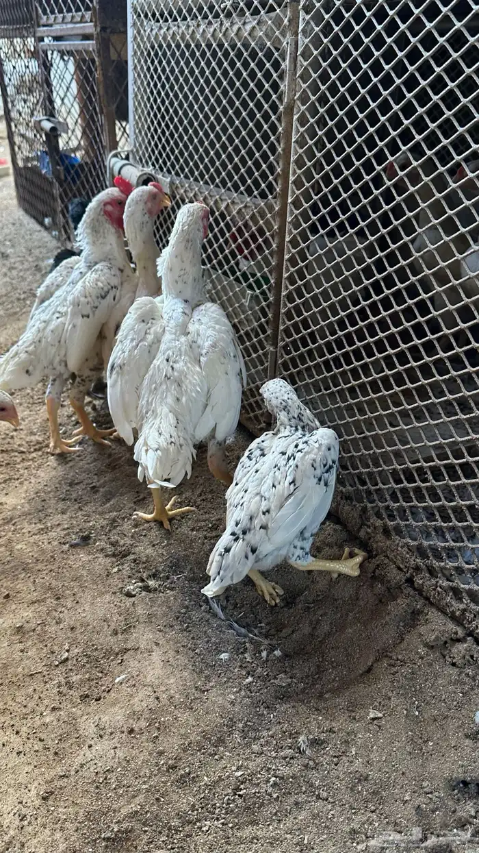 كوشامو القزم 4