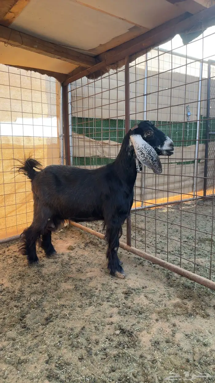 معزا عارضيات 2