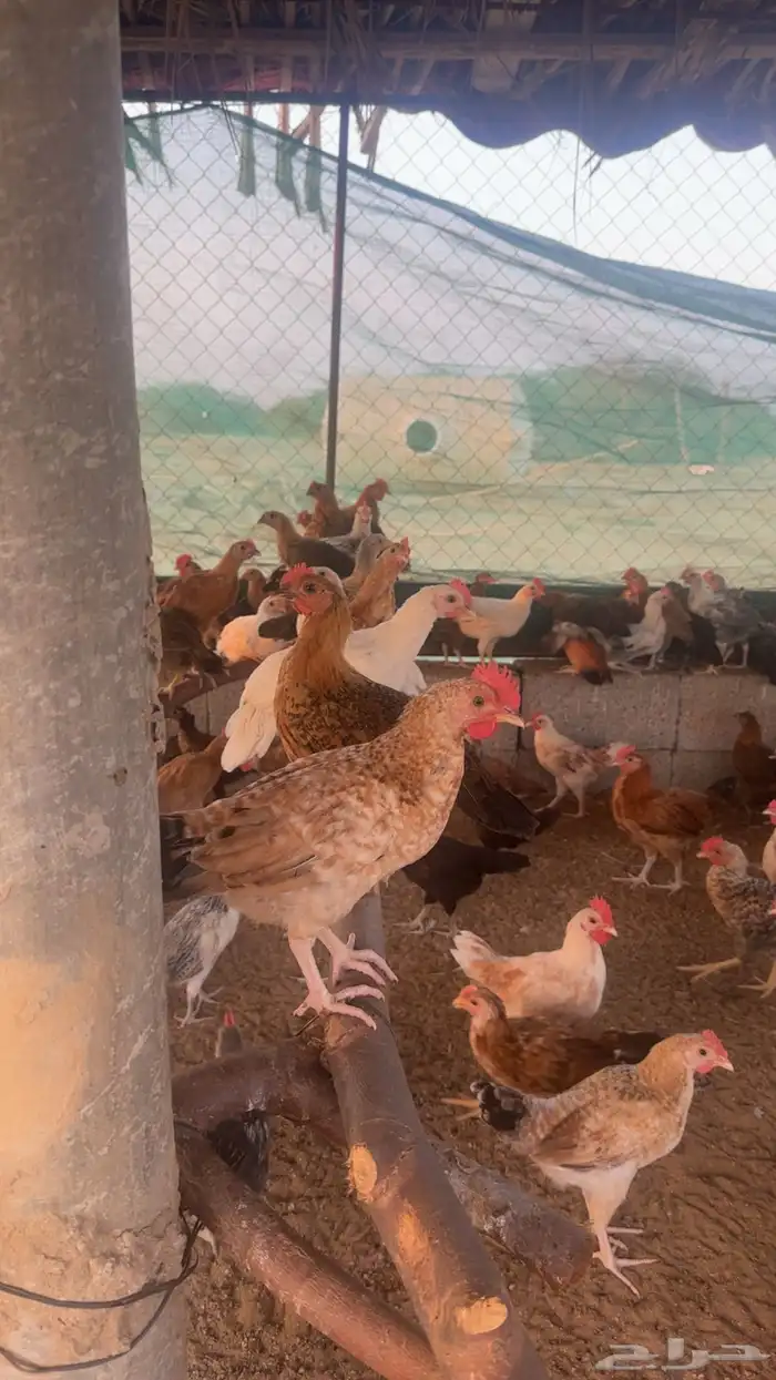 دجاج للبيع 1