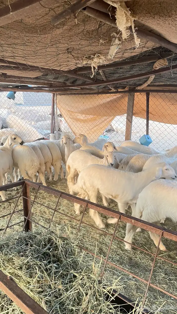 رخال صنف مقنى 0