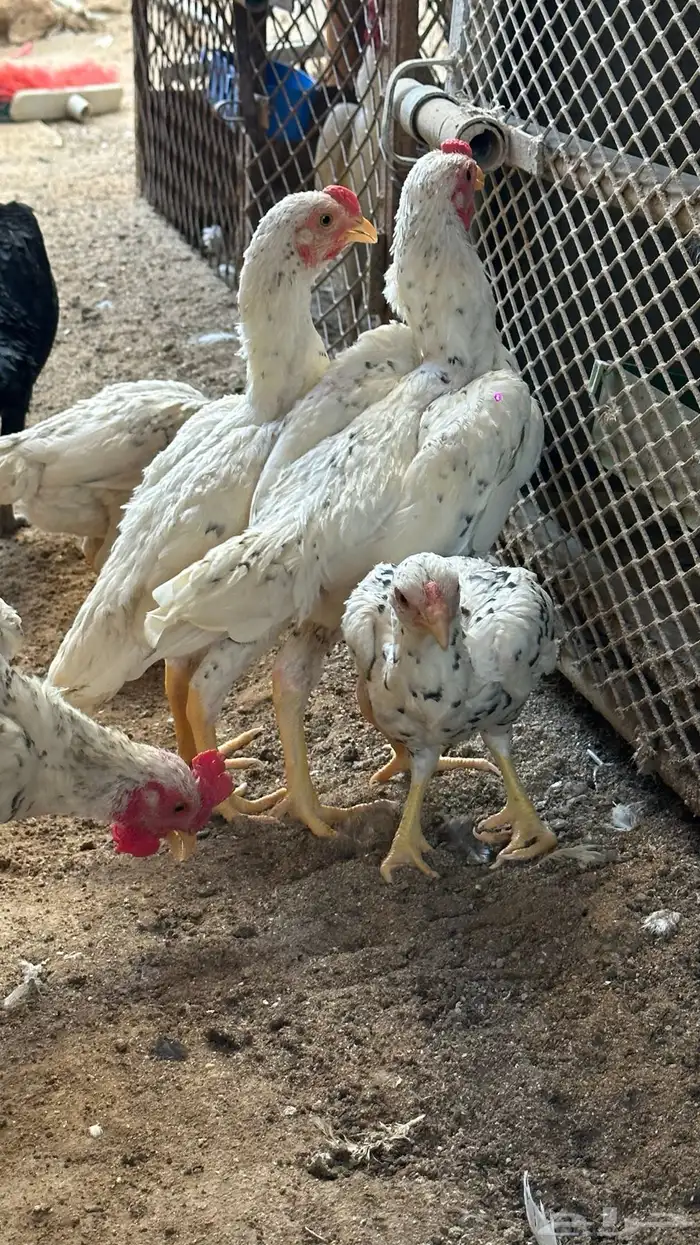 كوشامو القزم 1