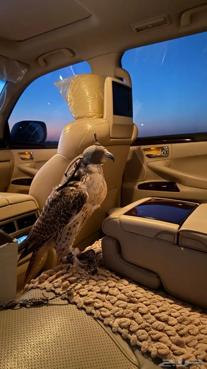 طير حر مثلوث 3