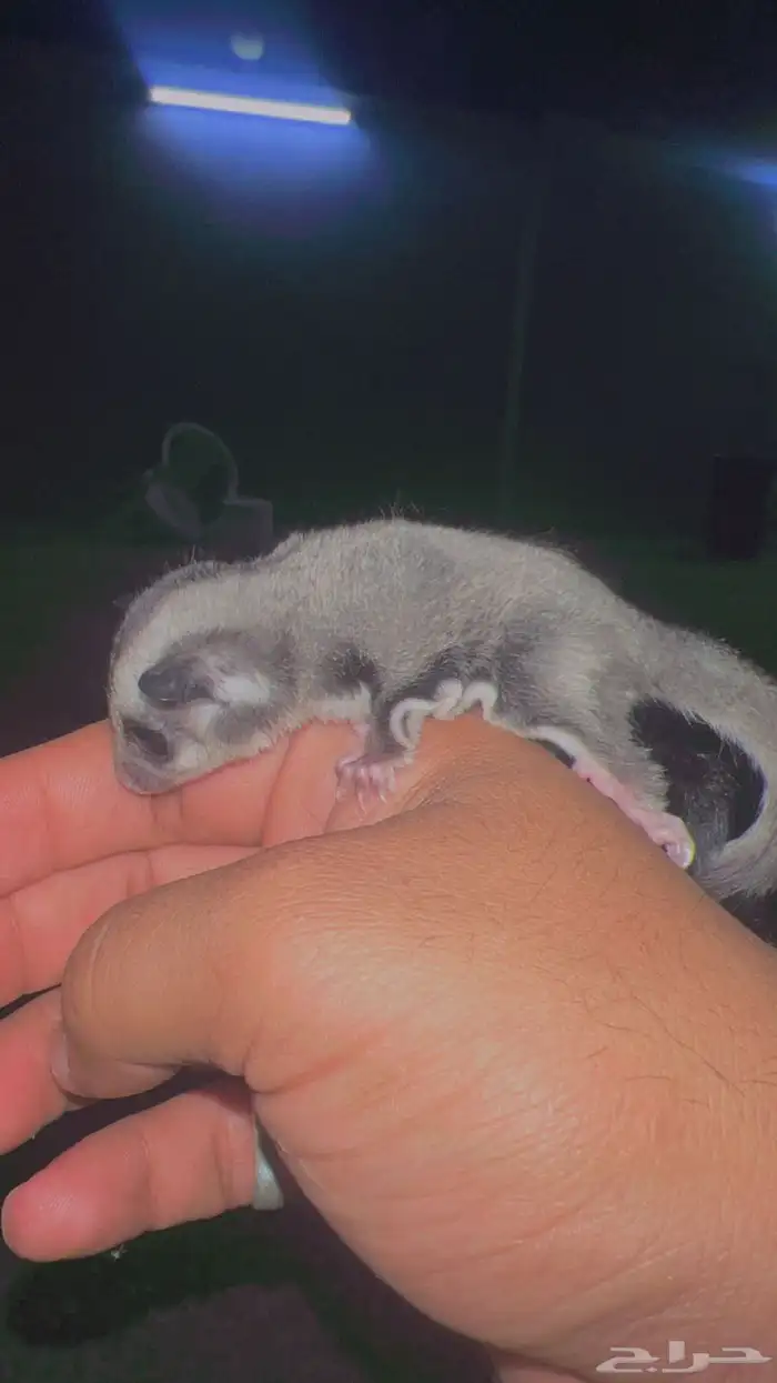 فروخ سنجاب شوقر القلايد العدد 2 5