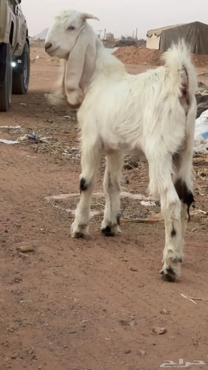 2 تيوس فل شحم القاعد 0