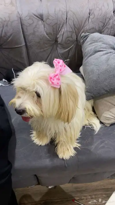 كلب لعوب index