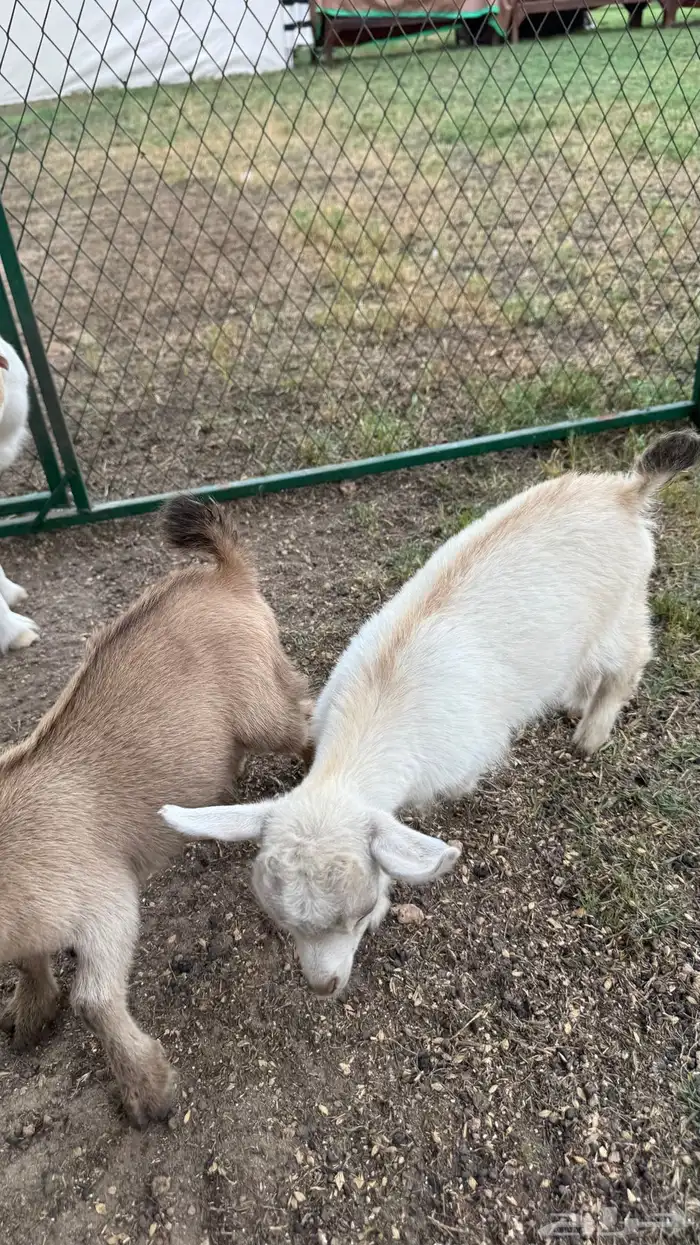 الماعز القزم 1