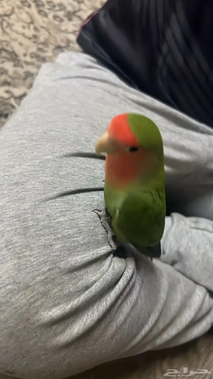 روز مفقود حي بدر د 0