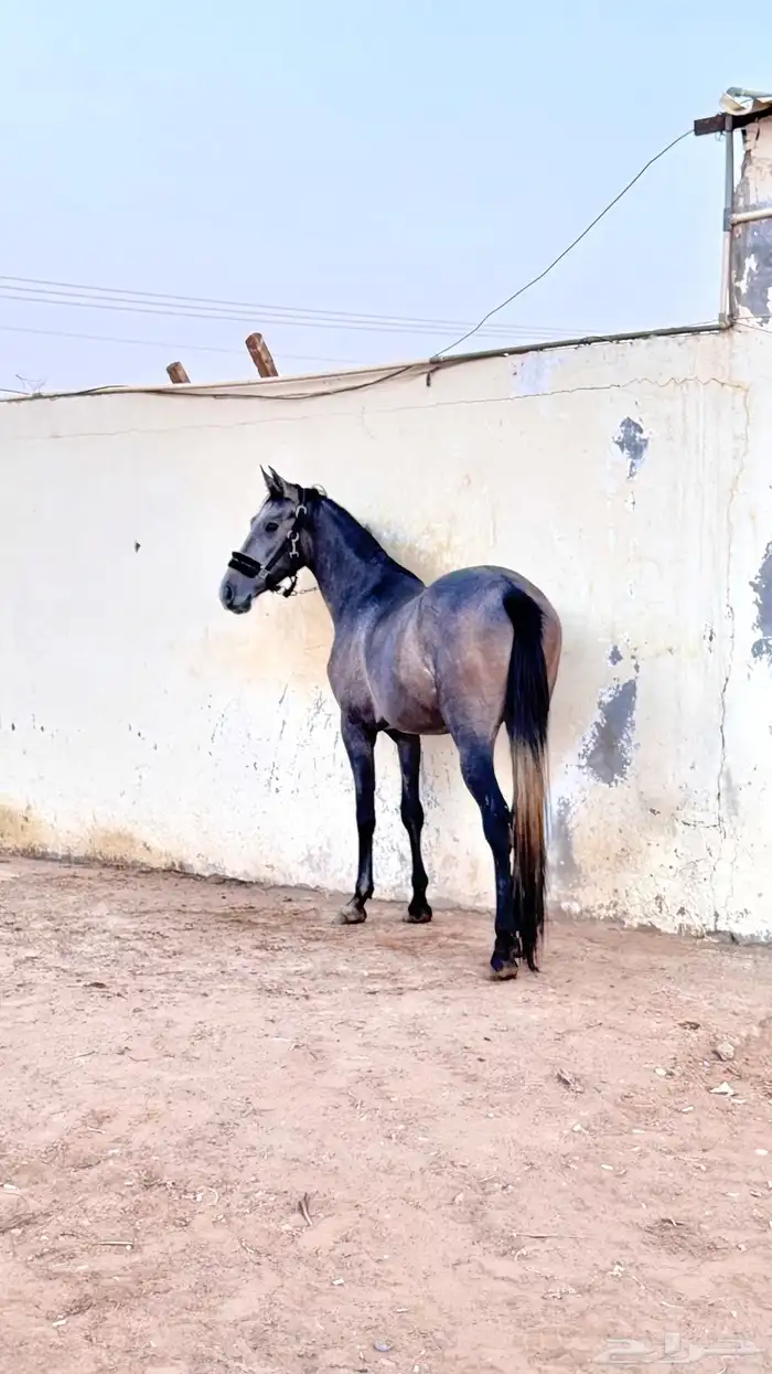 مهر عربي خط سرعه 1