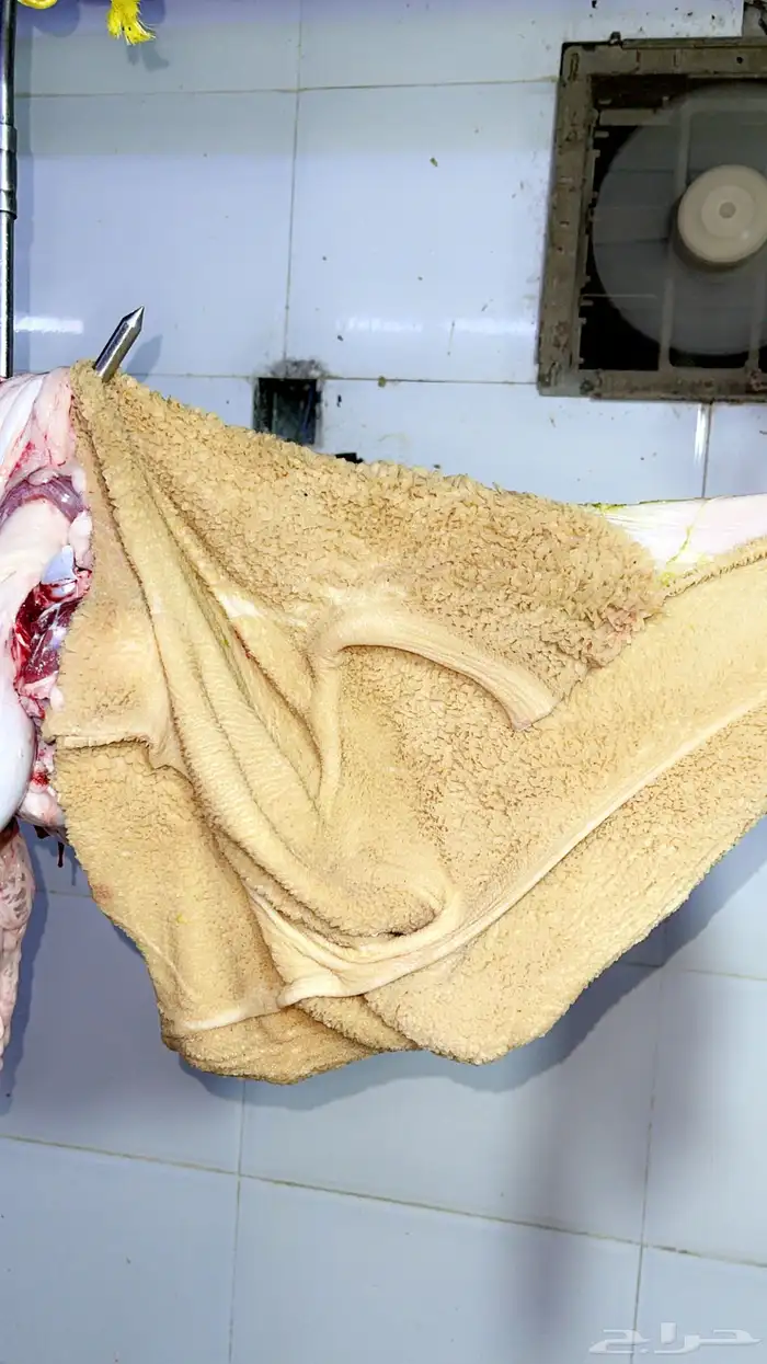 طليان حري وتيوس محايلي وسواكني 8