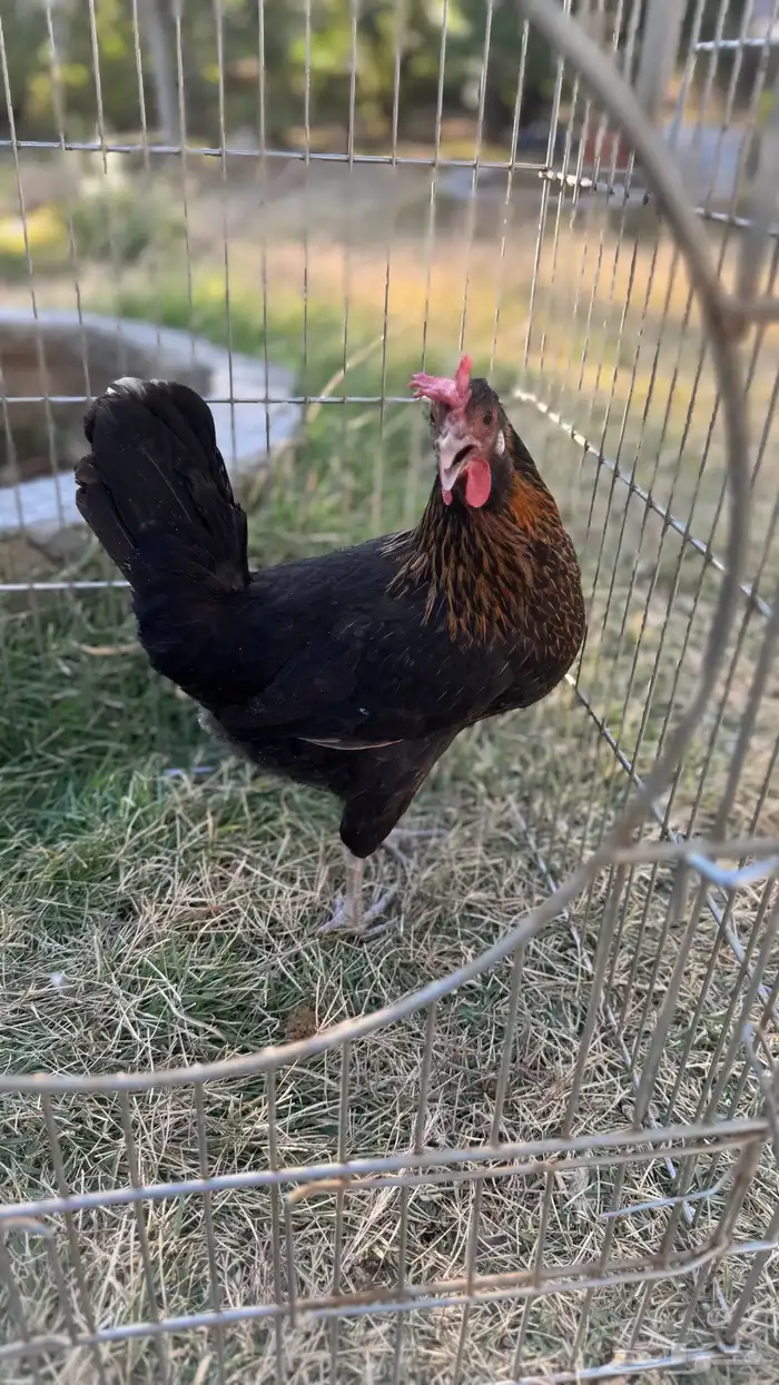 دجاجات أفرق 5