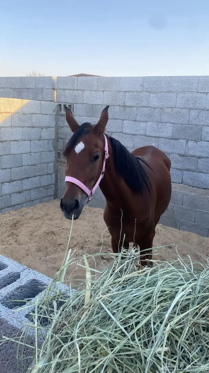 مهرة شعبية 0