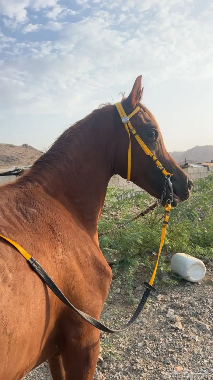 مهر عربي 6