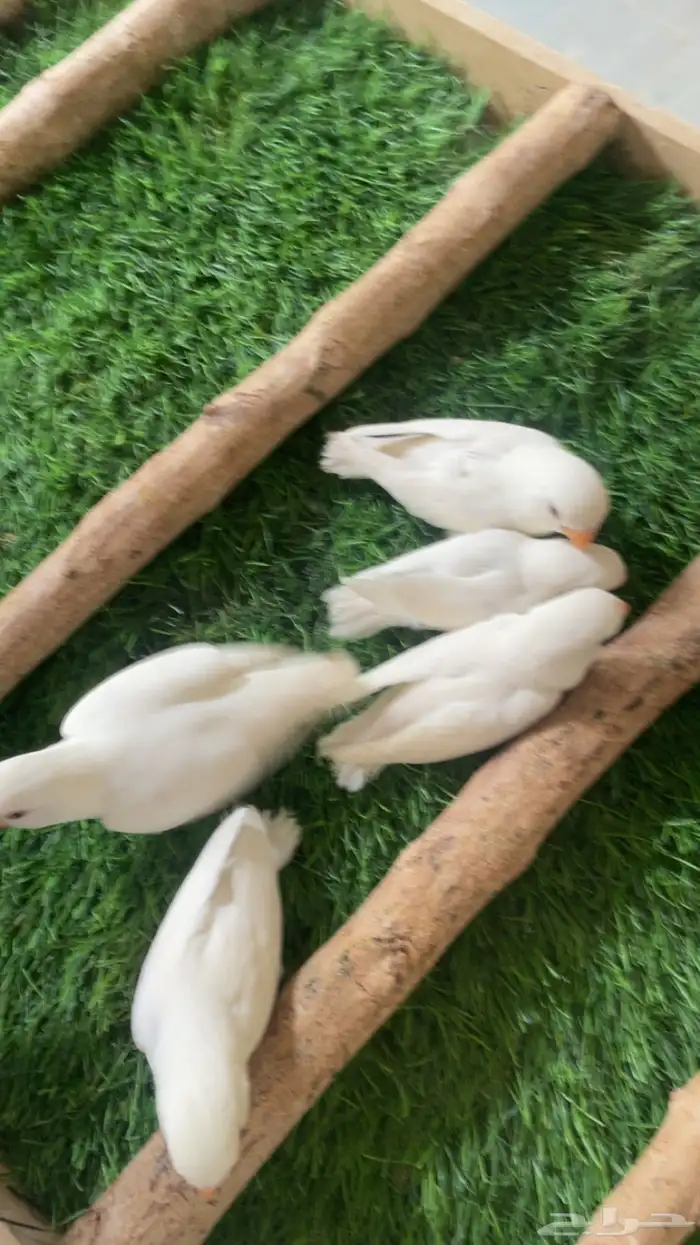 فروخ روز البينو فرخ ( تم البيع ) 1