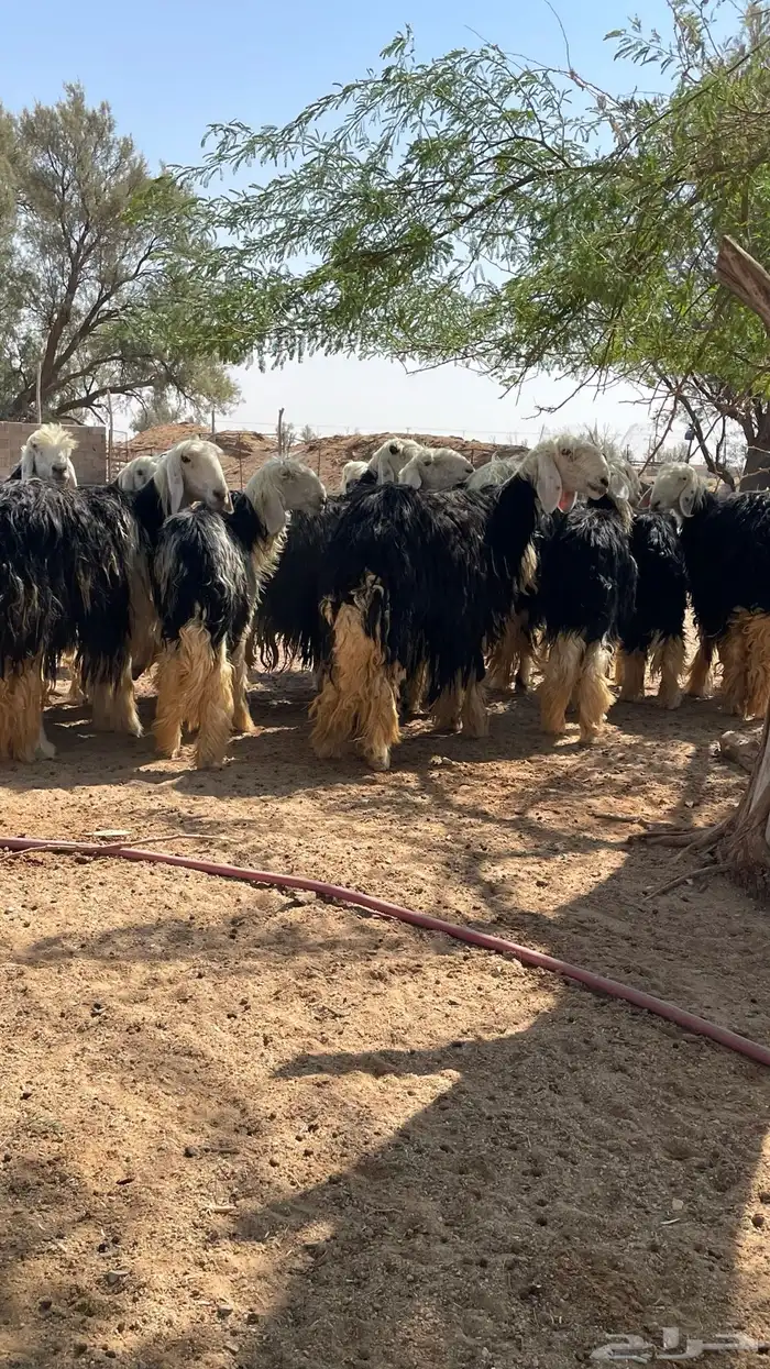 مراح نجد صنف 9