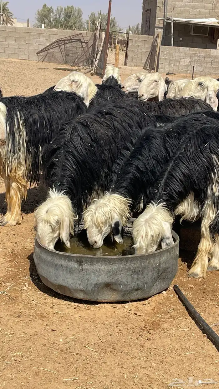 مراح نجد صنف 7