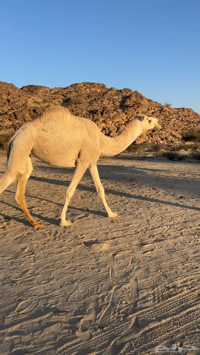 بكار للبيع شقحاء رمانية وصفرا دبيانية 0