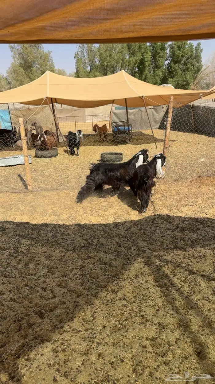 تيوس مخاصي جروم 0