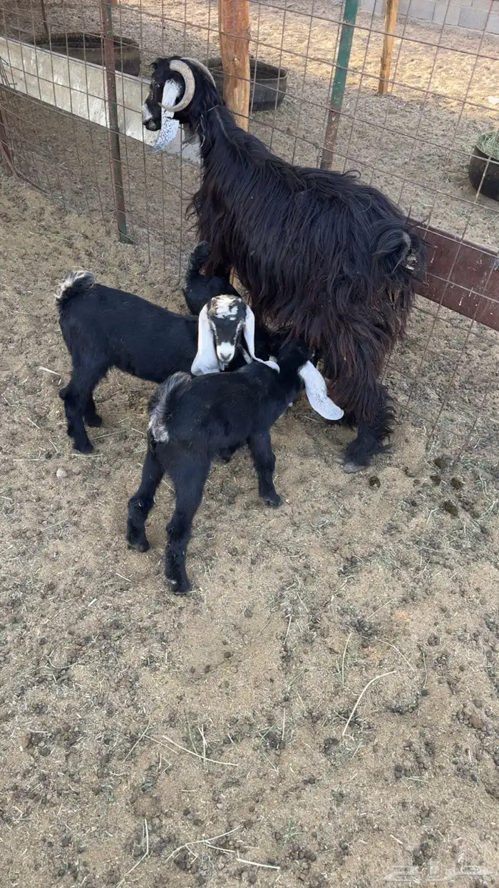 دواغير طيبه 0