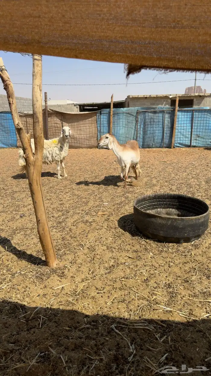 شياه دفيع فحص سونار 1