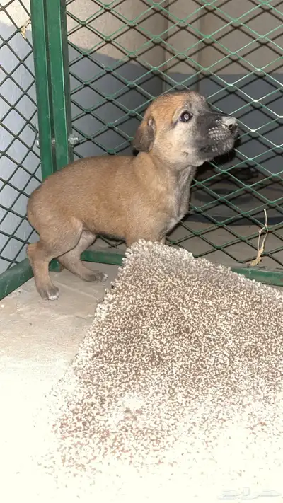 جرواه كلاب اليفه وشرسه index