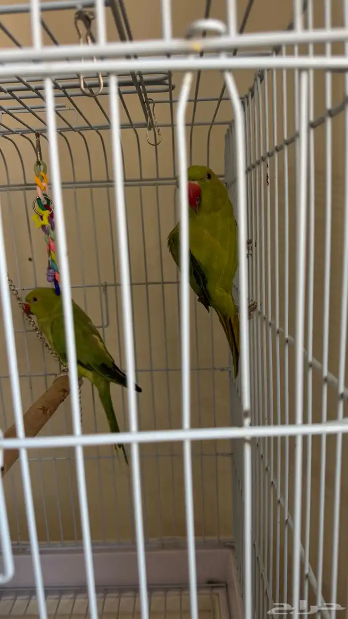 بغبغاء ثنين الدره الفين 700 حد والصامل ماني مختلف وياه 4