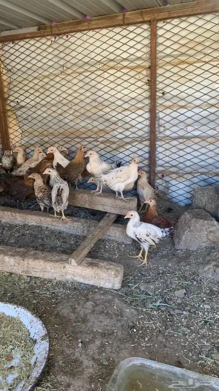 دجاج بلدي 1