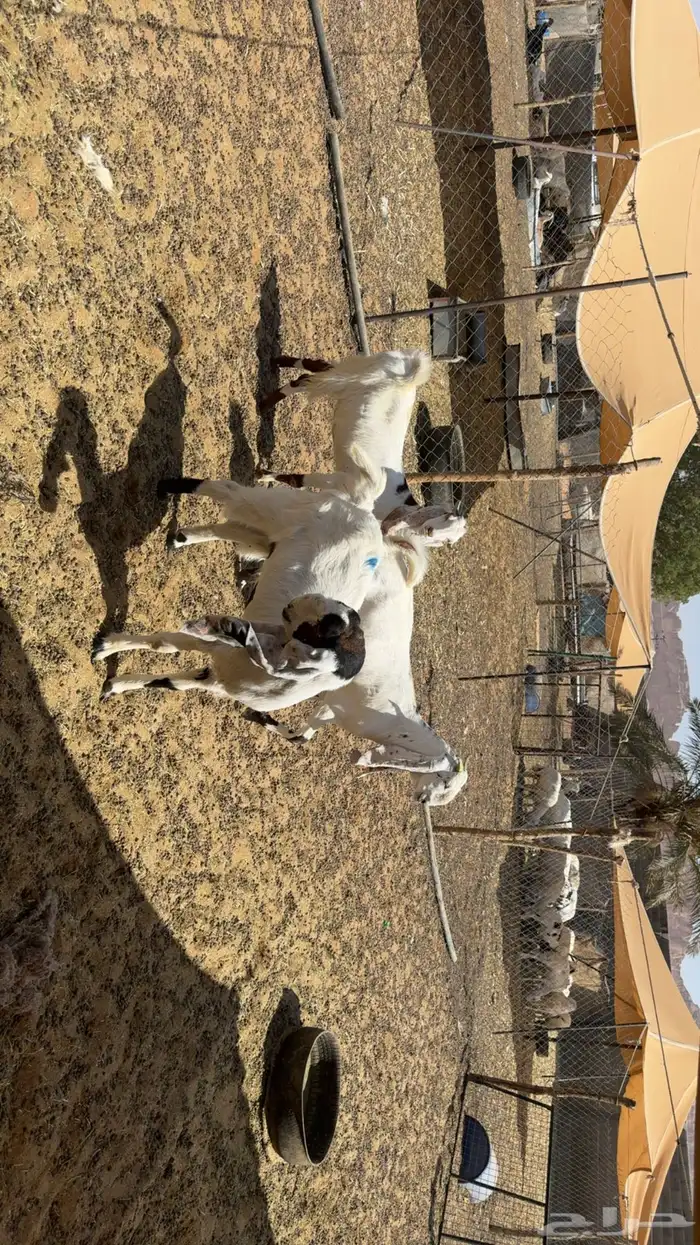 جفرات ثنايا 2