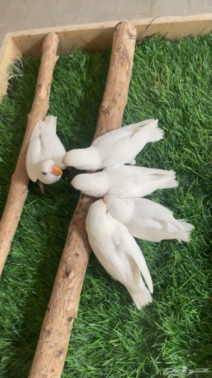 فروخ روز البينو فرخ ( تم البيع ) 6