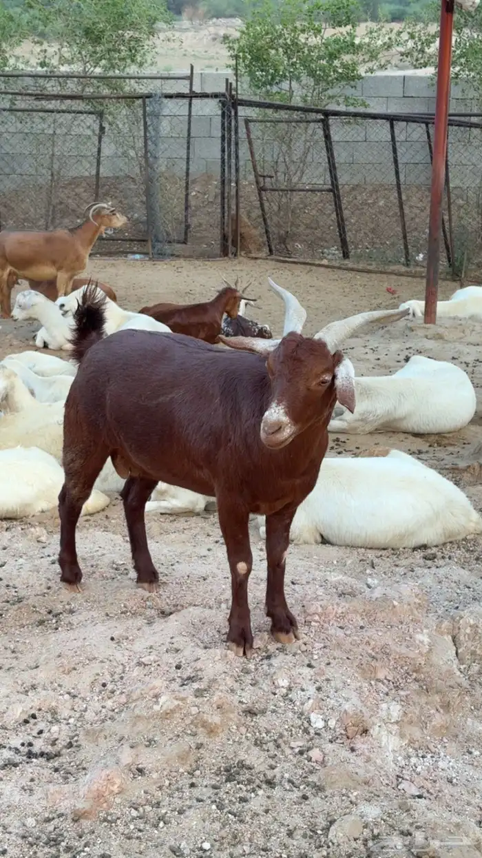 تيس ادهم للبيع 0