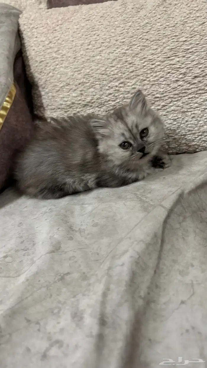 قطتين شيرازي أمريكي عمر شهر ونص ب 250 ريال 5