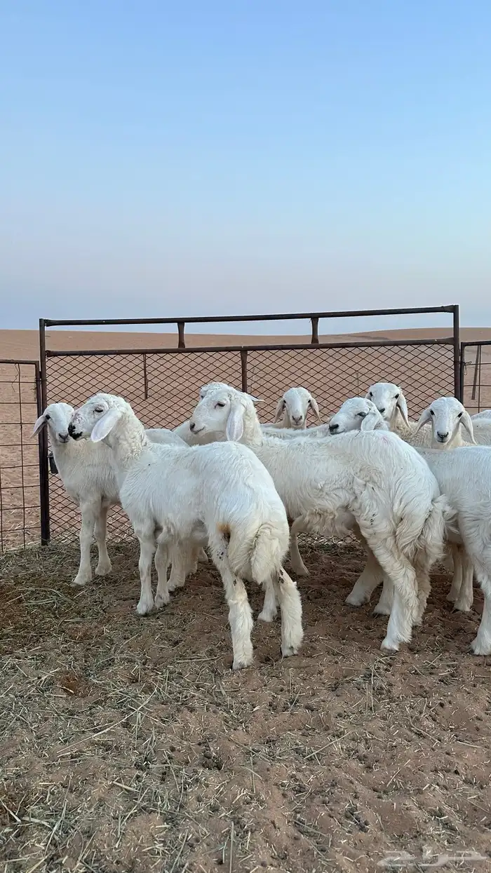 رخال حريات صنف الصنف من مراح قوي 1