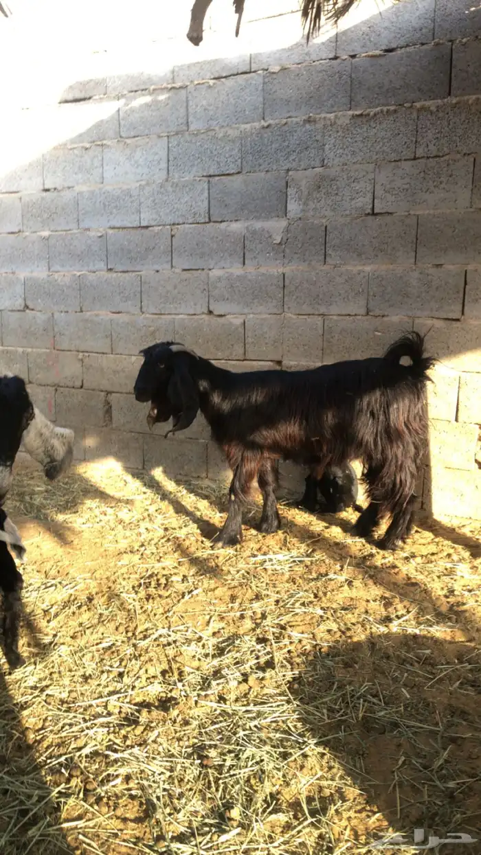 معزاء عوارض 7