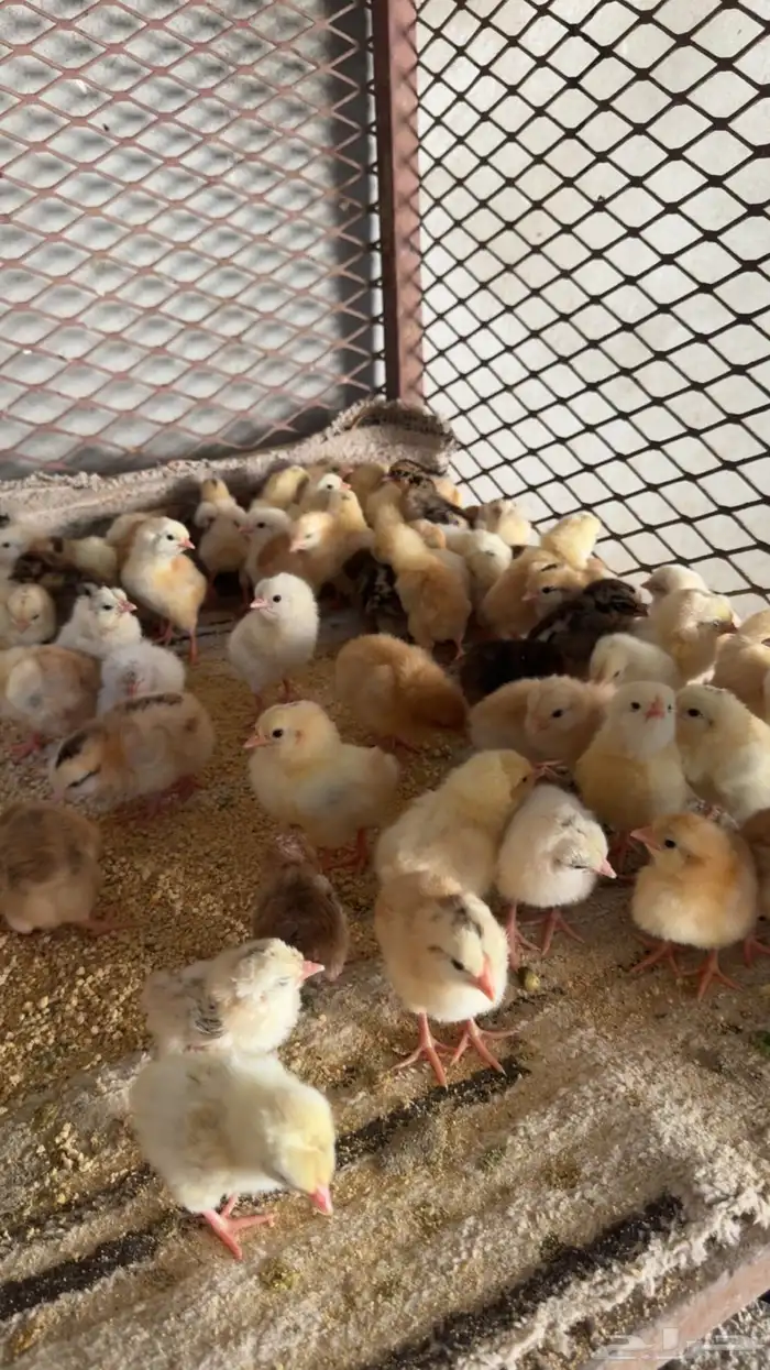 صوص دجاج بلدي تم البيع 0