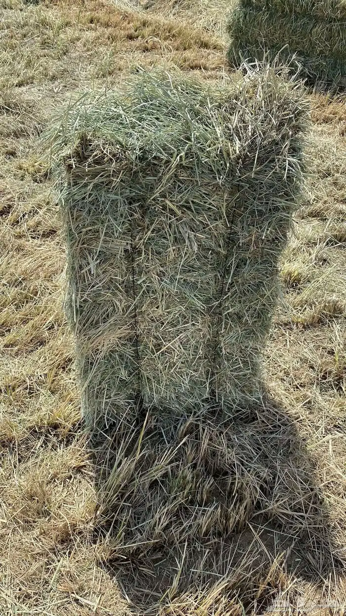 بلوبنك صافي شده طيب وزن 0