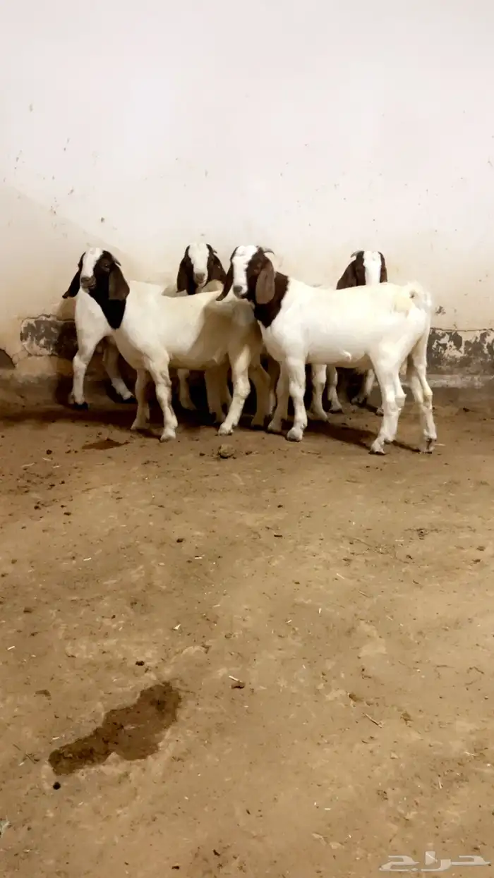 مشاريع فحول بورقوت 2