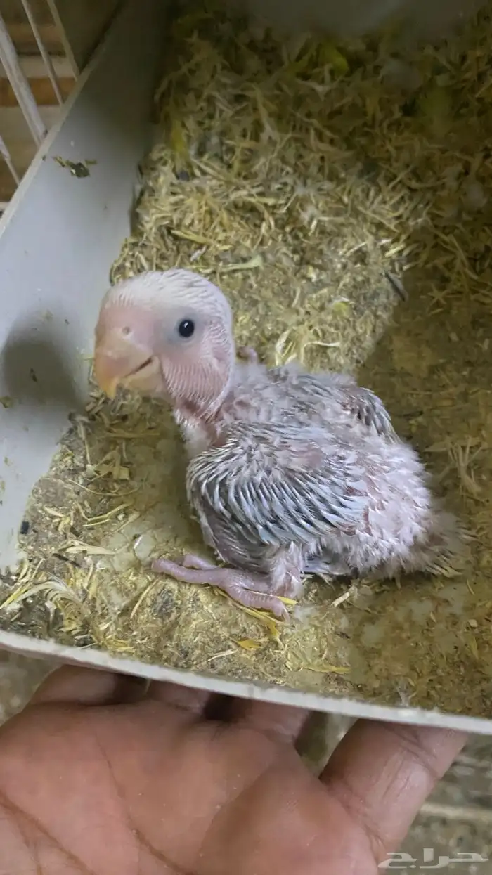 فرخ روز غر 1