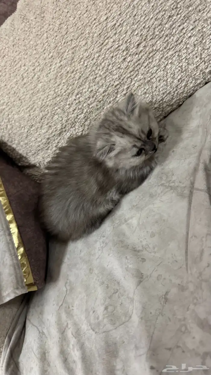 قطتين شيرازي أمريكي عمر شهر ونص ب 250 ريال 6